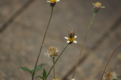 Apis mellifera