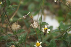 Apis mellifera