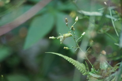 Schistocerca flavofasciata