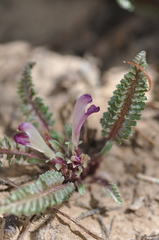 Pedicularis centranthera