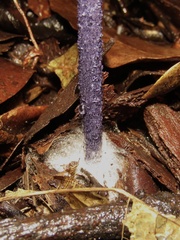 Entoloma panniculus