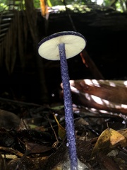 Entoloma panniculus