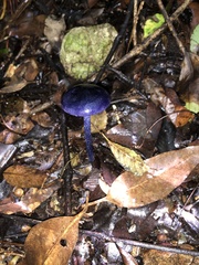 Entoloma panniculus