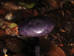 Entoloma panniculus