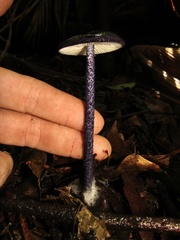 Entoloma panniculus