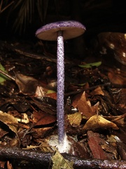 Entoloma panniculus