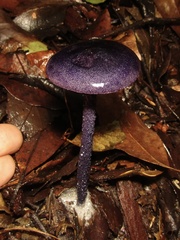 Entoloma panniculus
