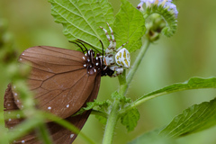 Thomisus okinawensis