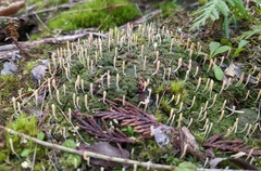 Multiclavula corynoides