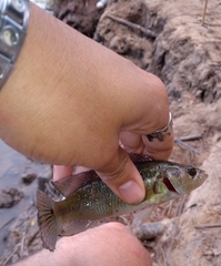 Crenicichla lepidota