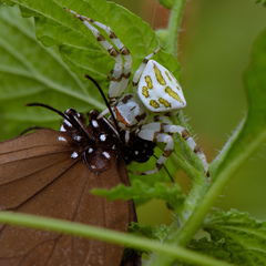 Thomisus okinawensis