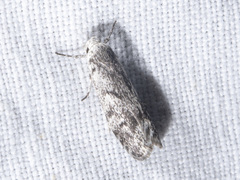 Lichenaula onychotypa