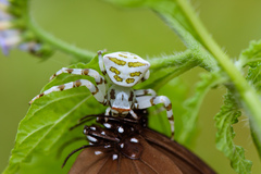 Thomisus okinawensis