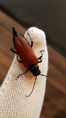 Anastrangalia sanguinea