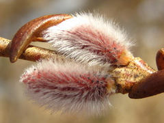 Salix gracilistyla
