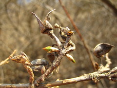 Forsythia koreana