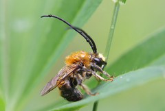 Eucera longicornis