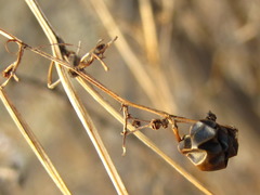 Gynostemma pentaphyllum