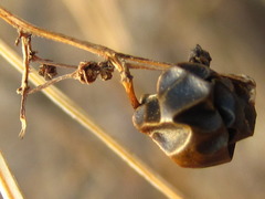 Gynostemma pentaphyllum