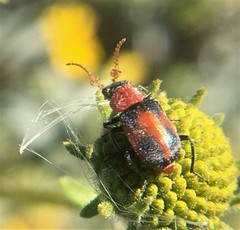Collops