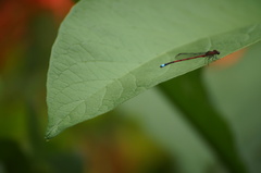 Oxyagrion terminale