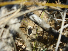 Microcavia australis