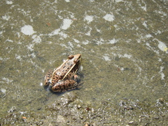 Lithobates neovolcanicus
