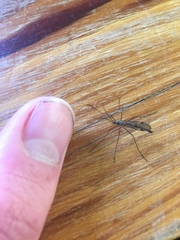 Cramptonomyia spenceri