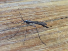 Cramptonomyia spenceri