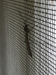 Cramptonomyia spenceri