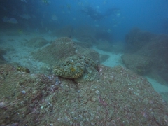 Scorpaena guttata