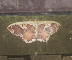 Zythos turbata
