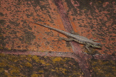 Tropidurus torquatus