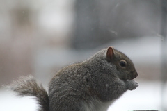 Sciurus carolinensis