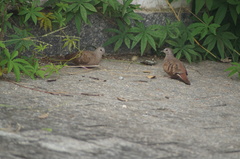 Columbina talpacoti
