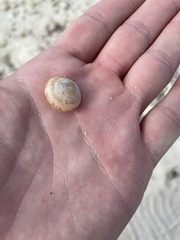 Poecilozonites bermudensis