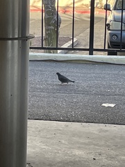 Columba livia domestica