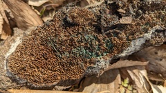 Trichoderma