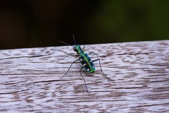 Cosmodela batesi