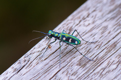 Cosmodela batesi