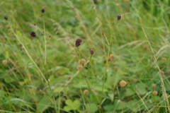Sanguisorba officinalis