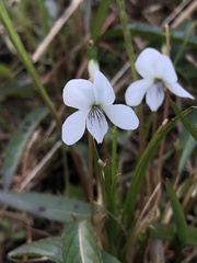 Viola vittata