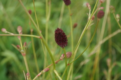 Sanguisorba officinalis