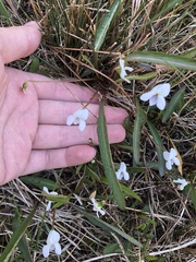 Viola vittata
