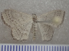 Dithalama punctilinea