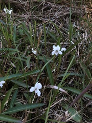 Viola vittata