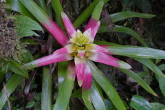 Guzmania squarrosa