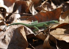 Anolis carolinensis
