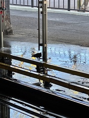 Columba livia domestica