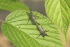 Machimus notatus